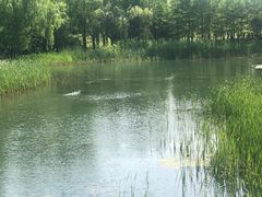 -暨阳湖生态园