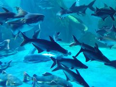 -多彩贵州城极地海洋世界