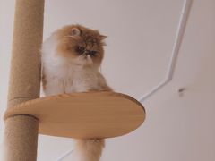-CAT’S MEWSTAR CAFE·喵星球猫屋(晴湾咖啡店)