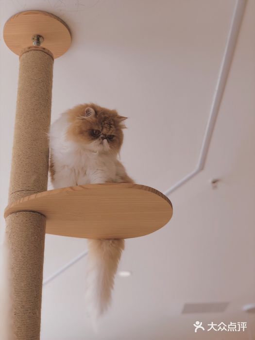CAT’S MEWSTAR CAFE·喵星球猫屋(晴湾咖啡店)图片