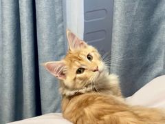 -十年猫舍·猫咪专门店(普陀店)