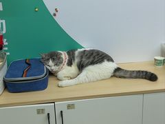 -瑞派动物医院·猫专科·至诚(江南中分院)