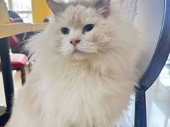 -猫咪咖啡店(新城大街店)