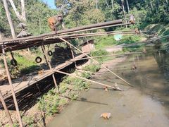 -西双版纳原始森林公园