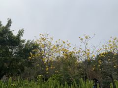 -丹樱生态园