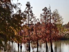 -上海长兴岛郊野公园