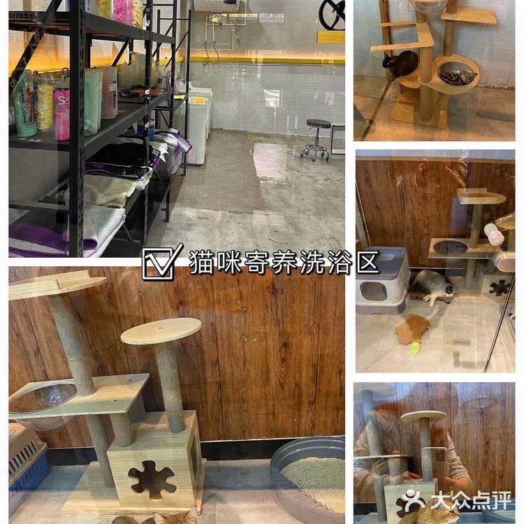 郑州探店|郑州最大宠物游泳池|宠浪hotel|