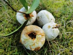 -重庆市江北嘴中央商务区中央公园