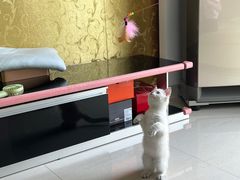 -三花喵·撸猫购宠·宠物生活馆(虹桥南丰城店)