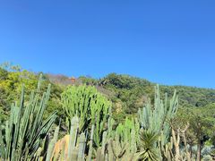 -深圳仙湖植物园