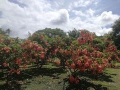 -中国科学院西双版纳热带植物园
