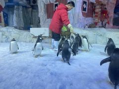 -芜湖新华联大白鲸海洋公园