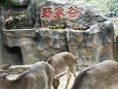 -野象谷景区