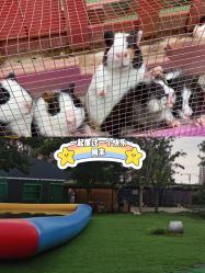 -萌宠亲子动物乐园(槐房万达店)