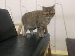 -豆老板的猫咖啡(碑林博物馆店)