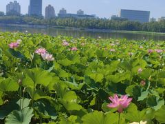 -莲花池公园