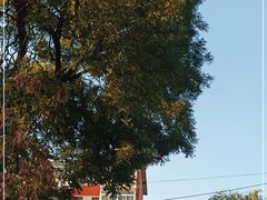 -北京大学燕东园