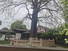 -常熟方塔园