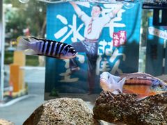 -華歡冰室-WahFoon(吉大店)