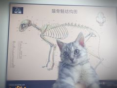 -宠福鑫动物医院(立水桥分院)