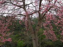 -珠海圆明新园