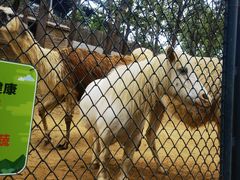 -大连森林动物园