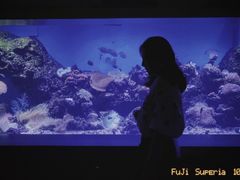 -泉城欧乐堡海洋极地世界