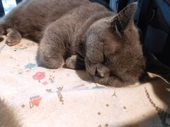 -more than meow吴止猫主题餐厅(承德 中船汇店)