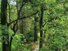 -黄埔油麻山森林公园