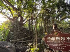 -呀诺达热带雨林