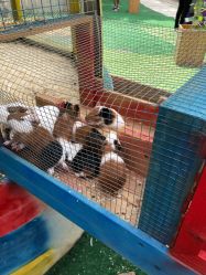 -萌宠亲子动物乐园(槐房万达店)