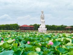 -荷塘月色湿地公园·向阳花洲