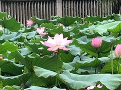 -汉水公园