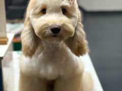 -宠宠熊宠物美容(星湖街店)