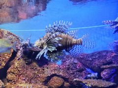 -上海海洋水族馆