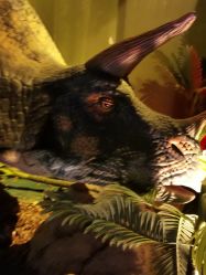 -恐龙探索乐园(磁器口店)