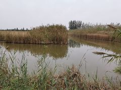-泗洪洪泽湖湿地景区