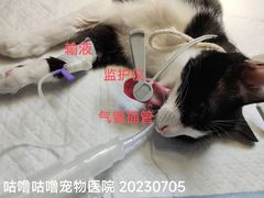 -咕噜咕噜宠物医院·CT·肿瘤科·骨科(前海院)