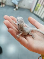 -Moni星球萌宠·小马宝莉·灵蛇·高端高阶全萌宠互动体验俱乐部(红豆国际广场店)