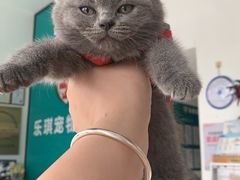 -乐琪宠物医院·犬猫专科·骨外科·急重症