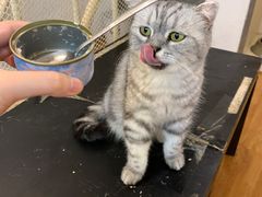 -萌喵宠狗爱心宠咖