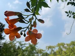 -上海共青森林公园