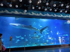 -烟台海昌鲸鲨海洋公园