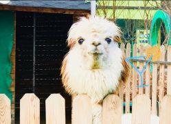 -萌宠亲子动物乐园(槐房万达店)