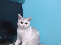 -喵zoo家庭繁育猫舍(尖东智能花园店)