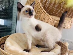 -喵zoo家庭繁育猫舍(尖东智能花园店)