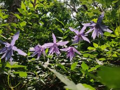 -白草畔自然风景区