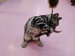 -爪爪喵星球·猫舍(前海卓越店)