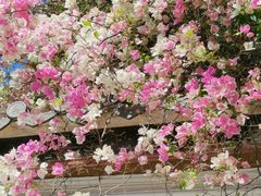 -深圳国际园林花卉博览园