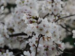 -武汉大学-樱园